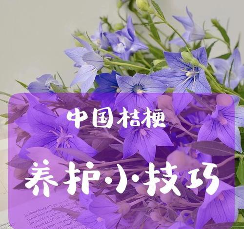 盆栽桔梗的养护技巧是什么？