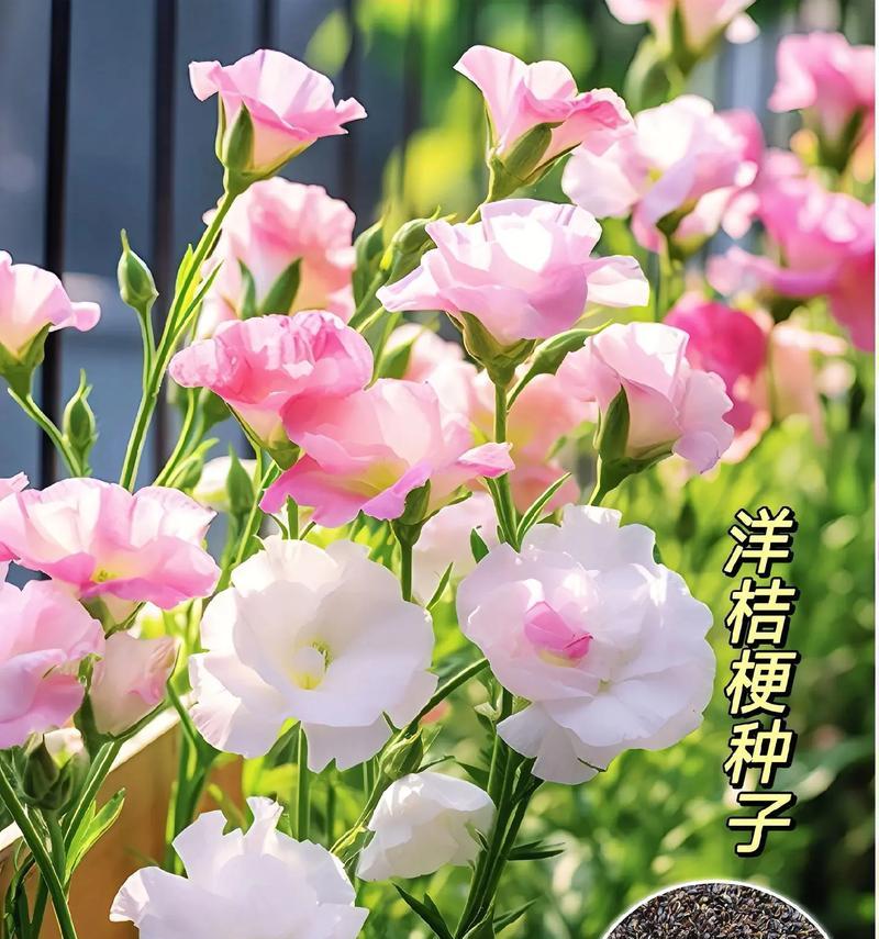 盆栽桔梗的养护技巧是什么？