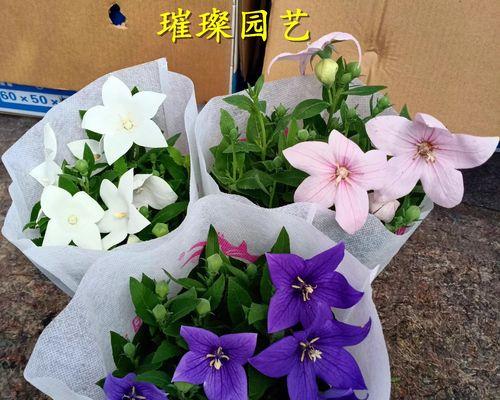 盆栽桔梗的养护技巧是什么？