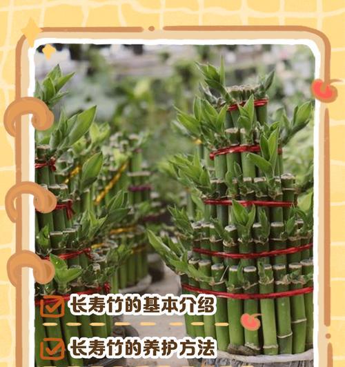 观赏竹子的正确养护方式？如何保持其美观？