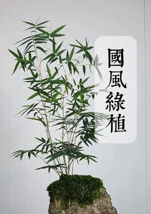 观赏竹子的正确养护方式？如何保持其美观？