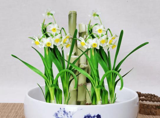 家里养花有什么好处？如何选择适合的花卉？