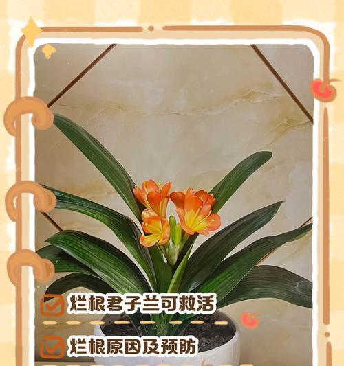 君子兰叶子腐烂怎么办？预防和处理方法有哪些？