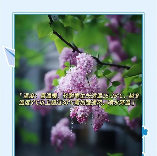 丁香花的养殖技巧有哪些？如何确保其香气浓郁？