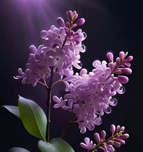 丁香花的养殖技巧有哪些？如何确保其香气浓郁？