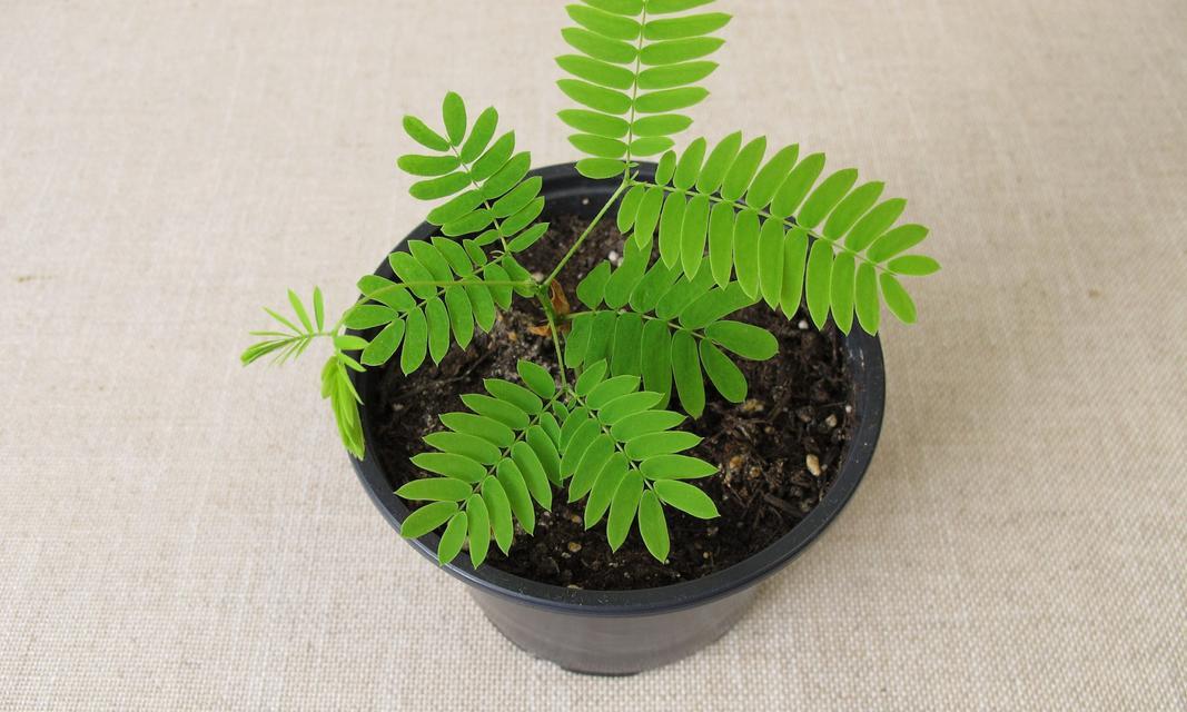 含羞草的养护要点是什么？