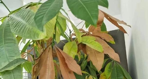 发财树叶黄掉叶怎么办？如何进行有效的处理？
