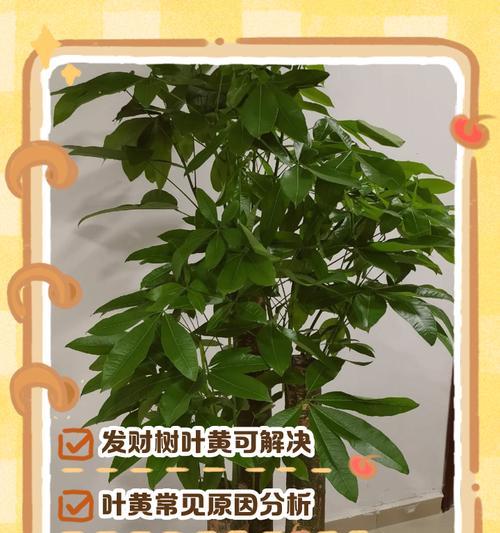 发财树叶黄掉叶怎么办？如何进行有效的处理？