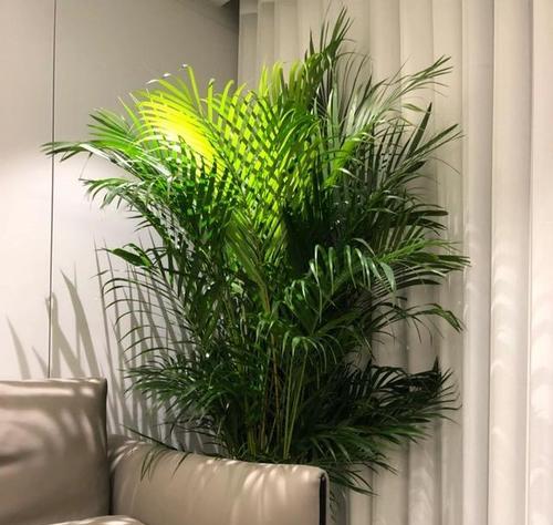 散尾葵开花后如何处理？