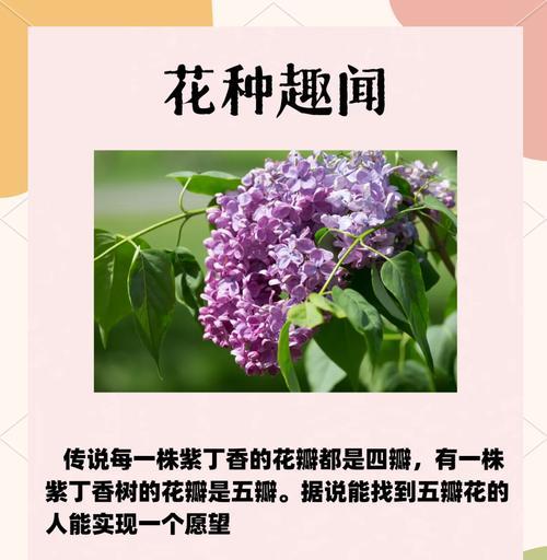 丁香树的养殖方法和注意事项是什么？