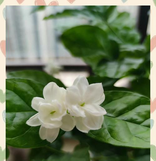 么梨花的养殖方法及常见问题是什么？