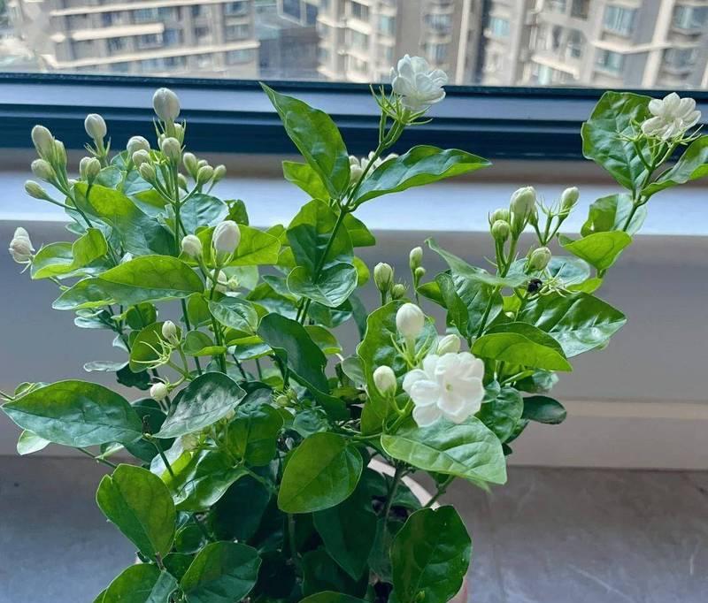 么梨花的养殖方法及常见问题是什么？
