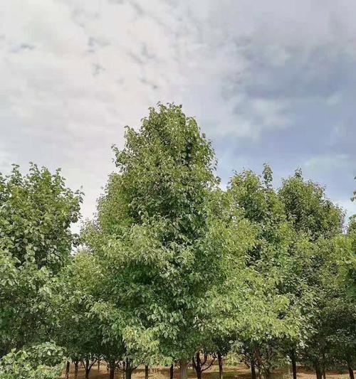 彩叶豆梨品种有哪些特点？如何选择适合的彩叶豆梨品种？