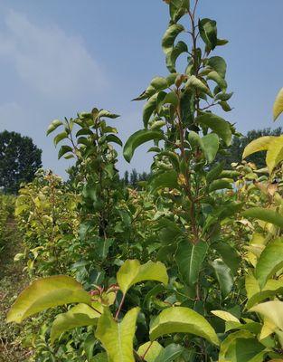 彩叶豆梨品种有哪些特点？如何选择适合的彩叶豆梨品种？