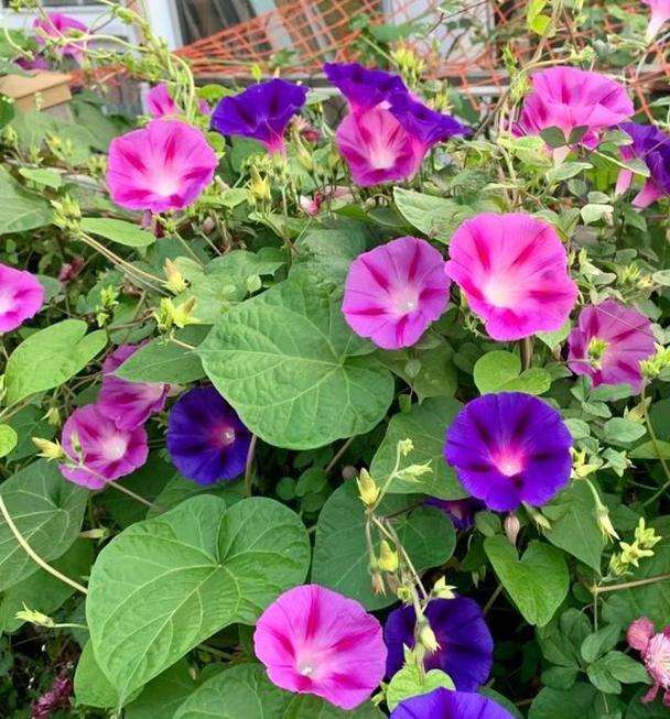 云南有哪些特有的花卉？它们的特色是什么？
