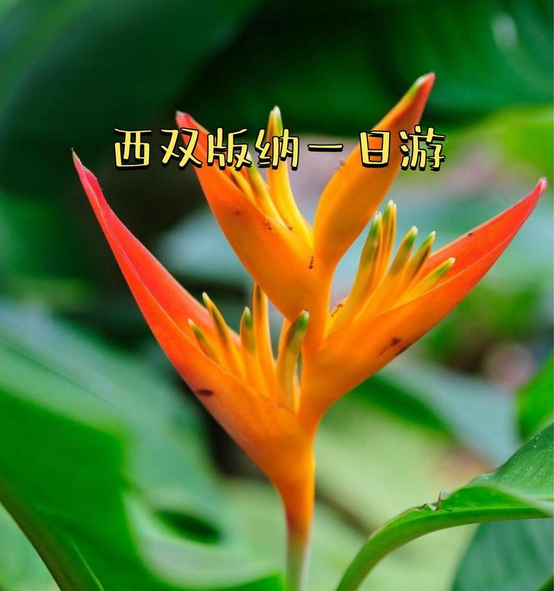 云南有哪些特有的花卉？它们的特色是什么？