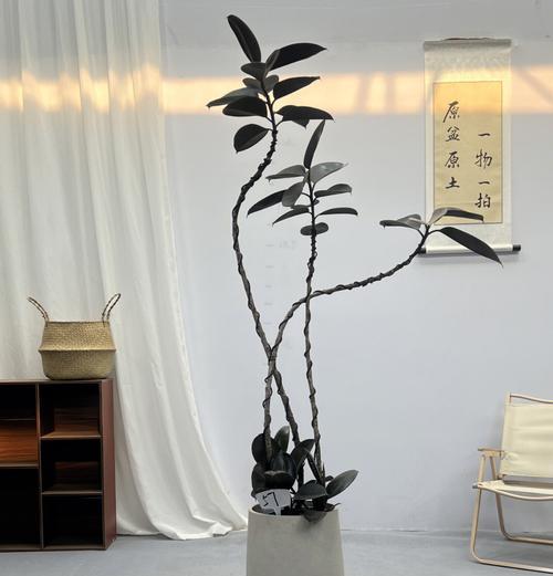 橡皮树哪种品种最适合室内？