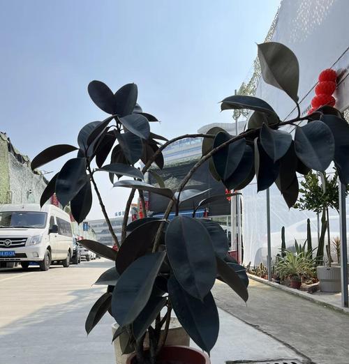 橡皮树哪种品种最适合室内？
