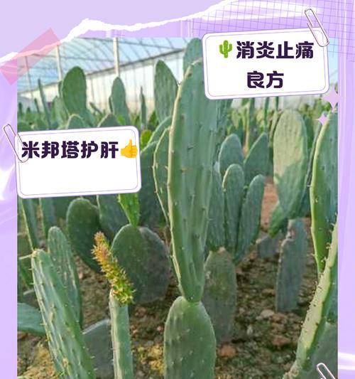 仙人掌适合使用什么肥料？施肥技巧有哪些？