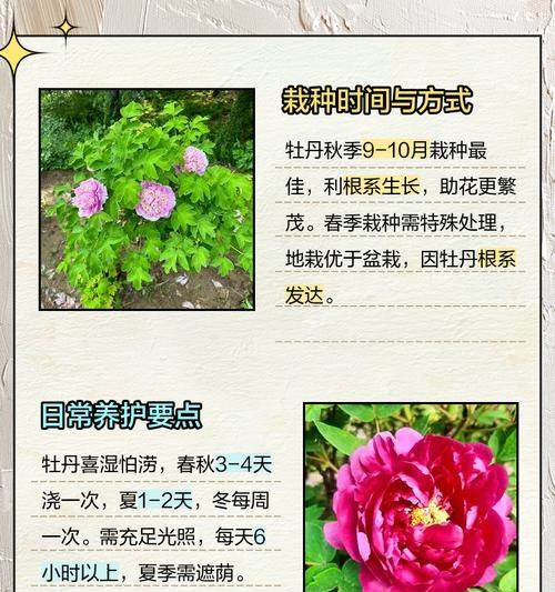 牡丹花分株的正确方法是什么？