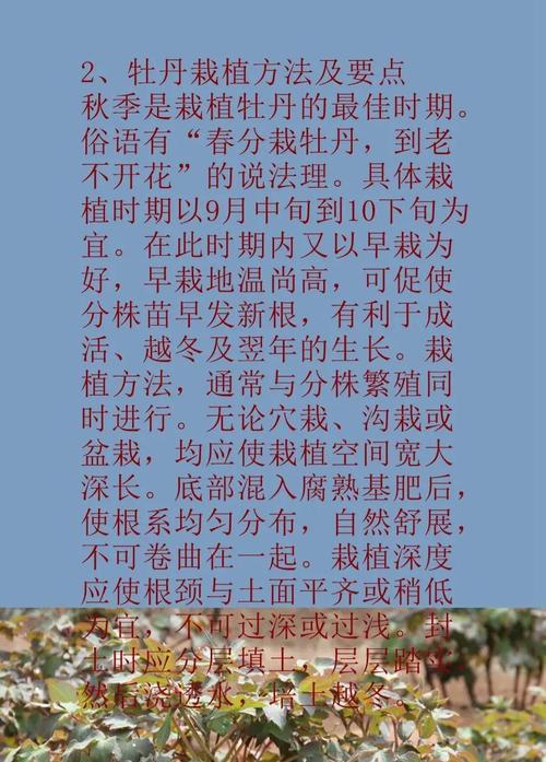 牡丹花分株的正确方法是什么？