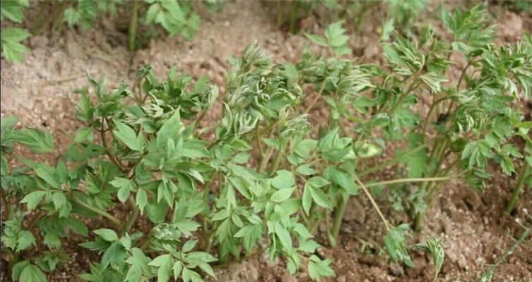 牡丹花分株的正确方法是什么？