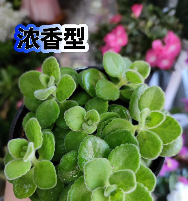 碰碰香繁殖的简单方法是什么？如何快速生根？
