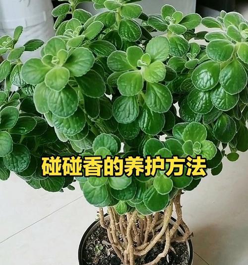 碰碰香繁殖的简单方法是什么？如何快速生根？
