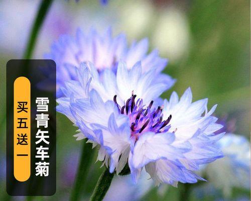 矢车菊播种方法和播种后的养护？