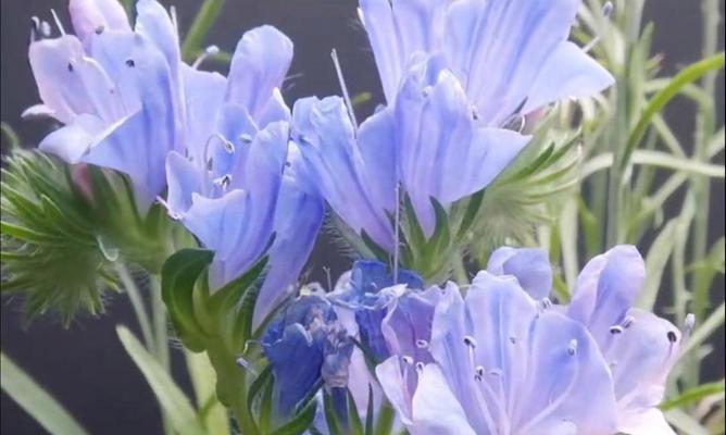 矢车菊播种方法和播种后的养护？