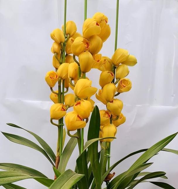 大花蕙兰品种有哪些？大花蕙兰的养护和管理方法是什么？