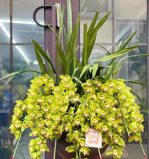 大花蕙兰品种有哪些？大花蕙兰的养护和管理方法是什么？