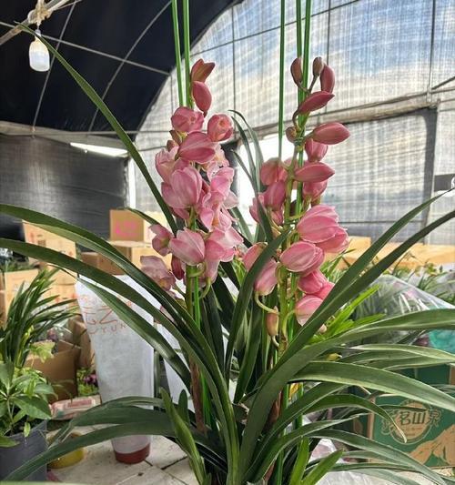 大花蕙兰品种有哪些？大花蕙兰的养护和管理方法是什么？