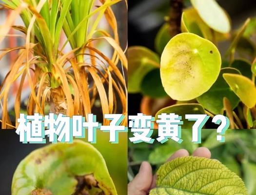 竹子叶子变黄是什么原因？如何有效解决？