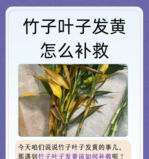 竹子叶子变黄是什么原因？如何有效解决？