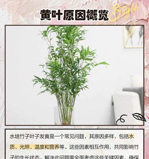 竹子叶子变黄是什么原因？如何有效解决？