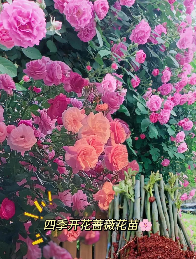 蔷薇花种植方法是什么？如何确保蔷薇花健康生长？
