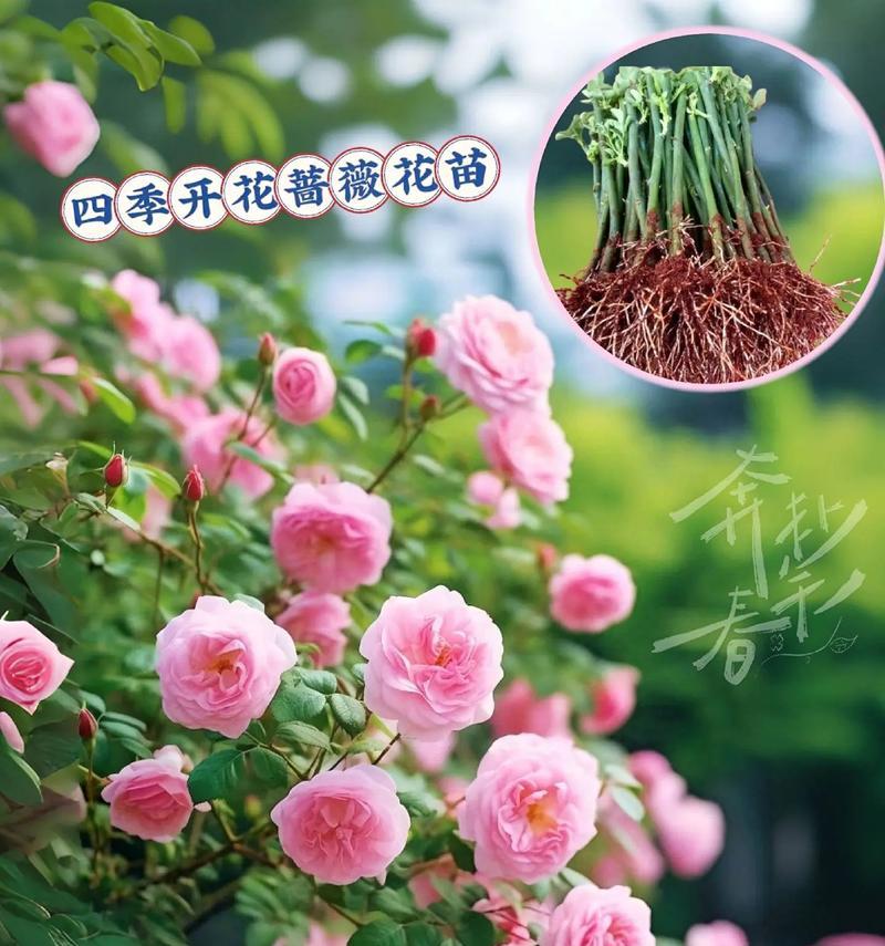 蔷薇花种植方法是什么？如何确保蔷薇花健康生长？