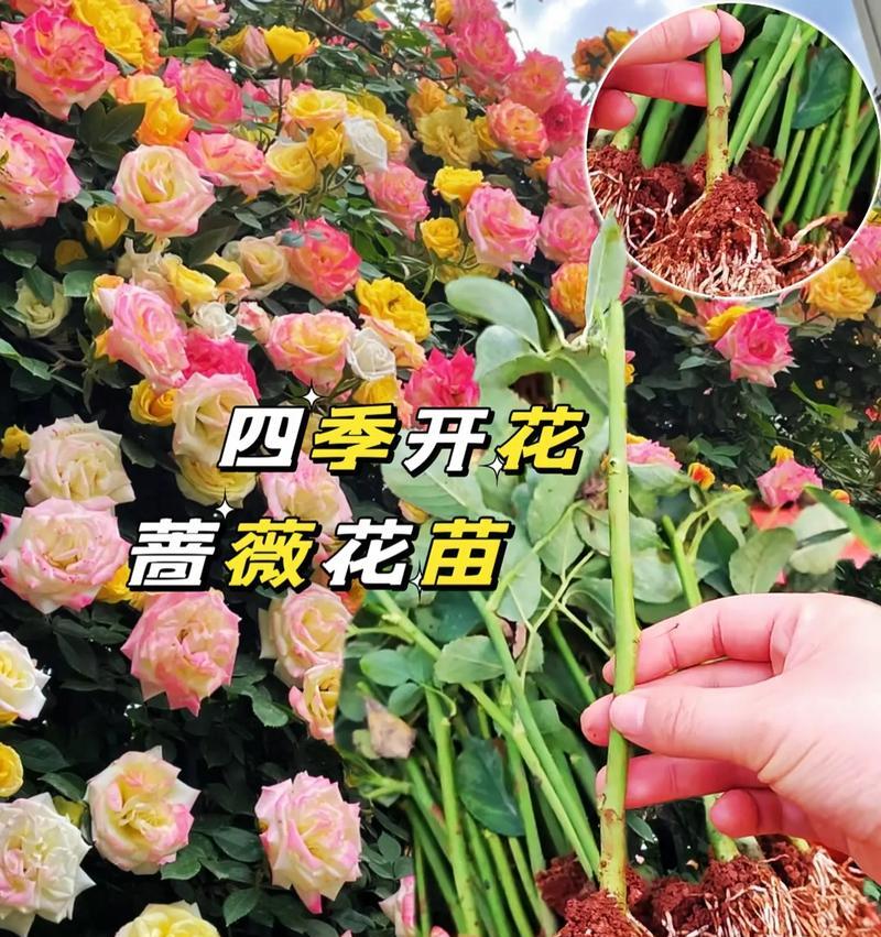 蔷薇花种植方法是什么？如何确保蔷薇花健康生长？