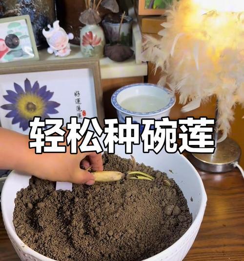 碗莲种植需要注意哪些事项？