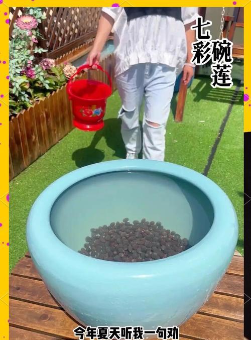 碗莲种植需要注意哪些事项？