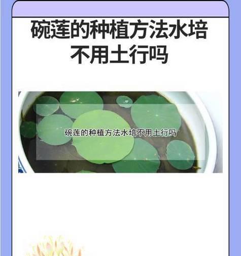 碗莲种植需要注意哪些事项？
