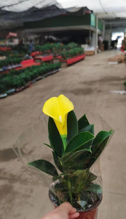 马蹄莲开花后应该注意什么？如何处理？