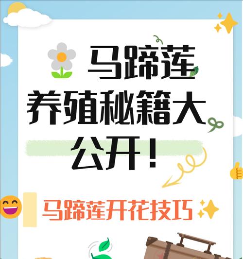 马蹄莲开花后应该注意什么？如何处理？