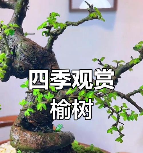榆树盆景不茂盛怎么办？如何让它枝繁叶茂？