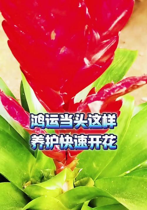 鸿运当头的修剪技巧是什么？