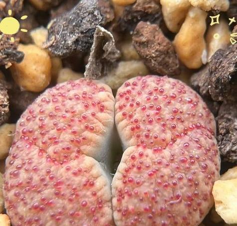 生石花种植的步骤是什么？