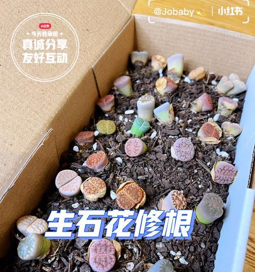 生石花种植的步骤是什么？