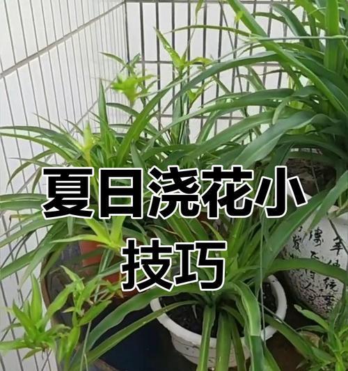 盆栽浇水的最佳时间和技巧是什么？