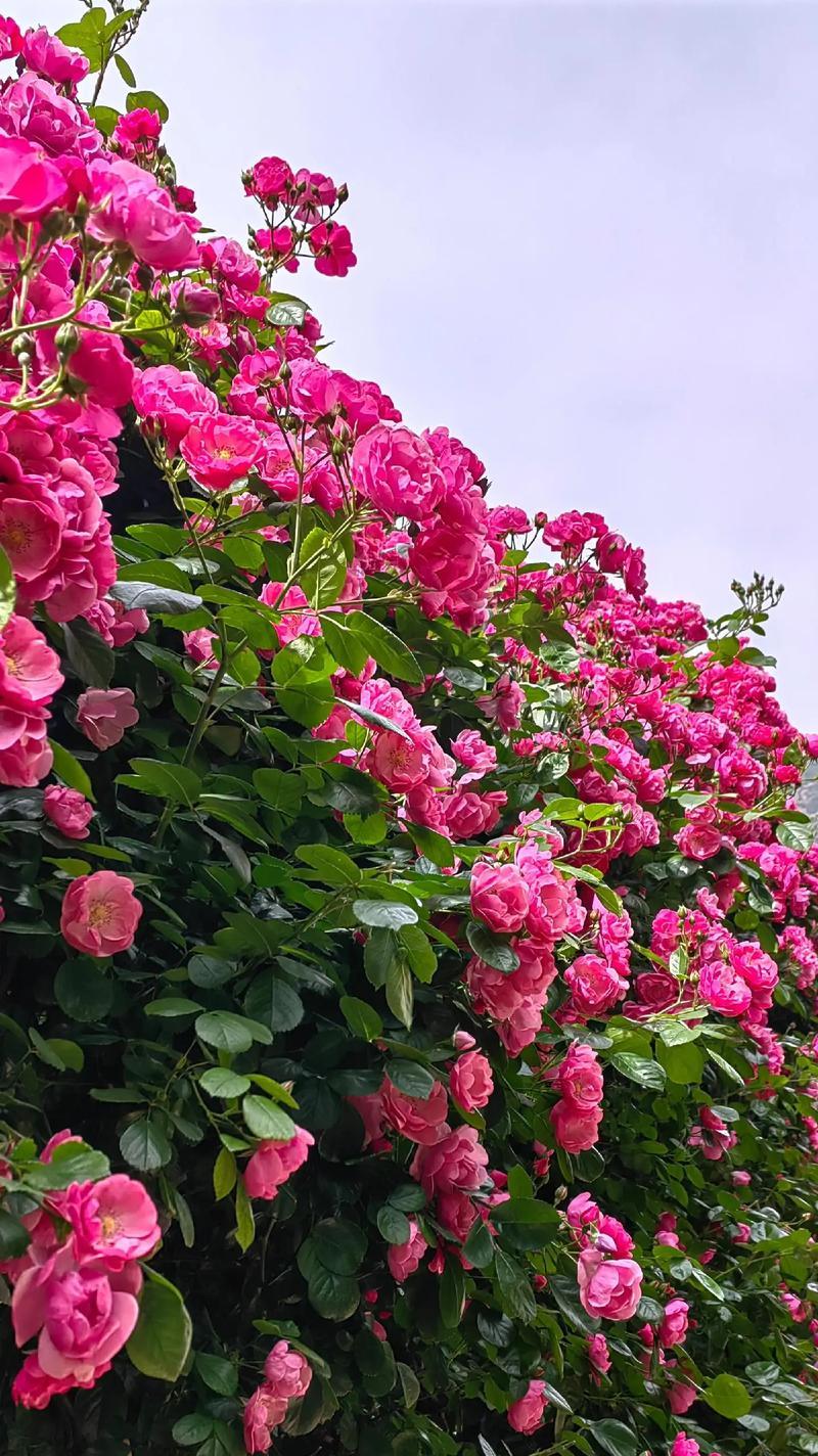 月季花有哪些种类？不同种类的月季特点是什么？